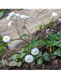 Ranunculus aconitifolius Flore Pleno (1lt)