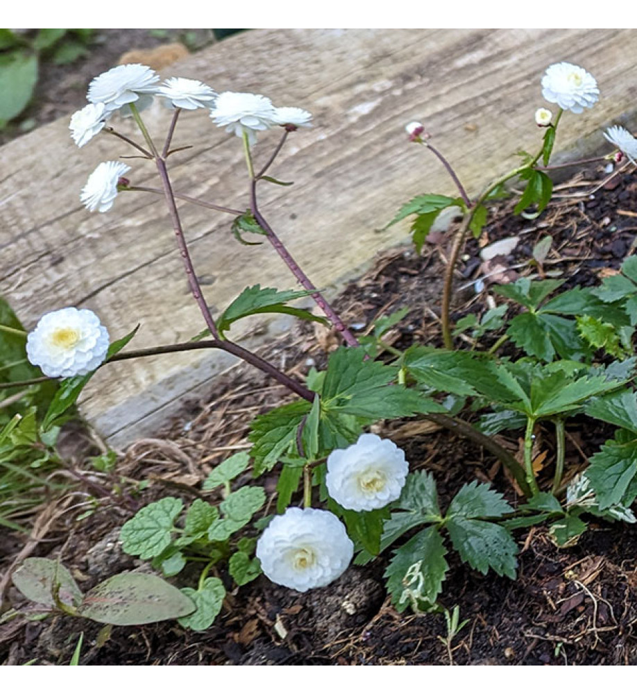 Ranunculus aconitifolius Flore Pleno (1lt)