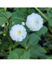 Ranunculus aconitifolius Flore Pleno (1.5lt) Ranunculus aconitifolius Flore Pleno (1.5lt)