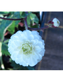 Ranunculus aconitifolius Flore Pleno (1lt)
