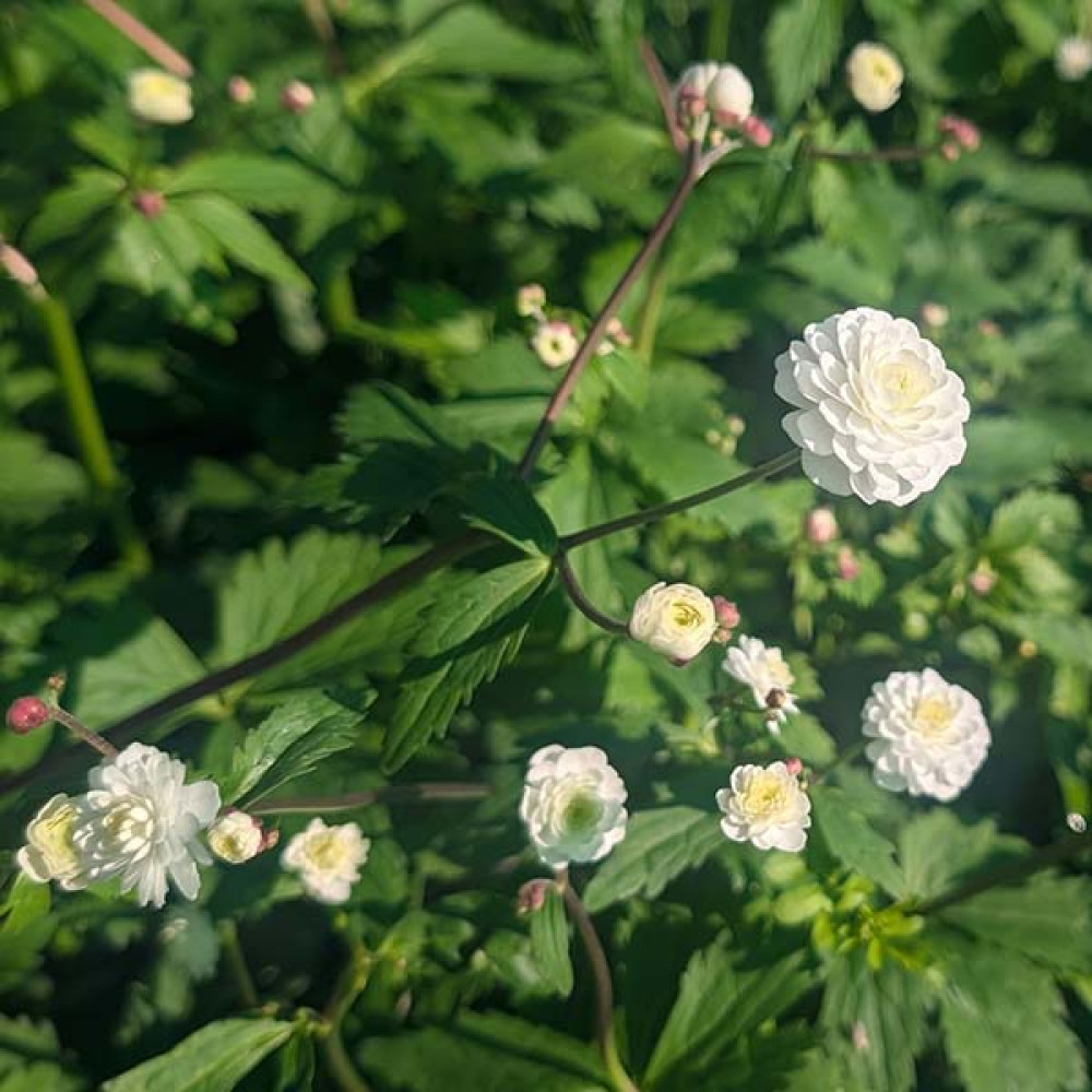 Ranunculus aconitifolius Flore Pleno (1.5lt) Ranunculus aconitifolius Flore Pleno (1.5lt)