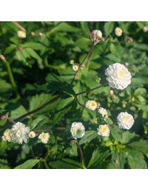 Ranunculus aconitifolius Flore Pleno (1.5lt)