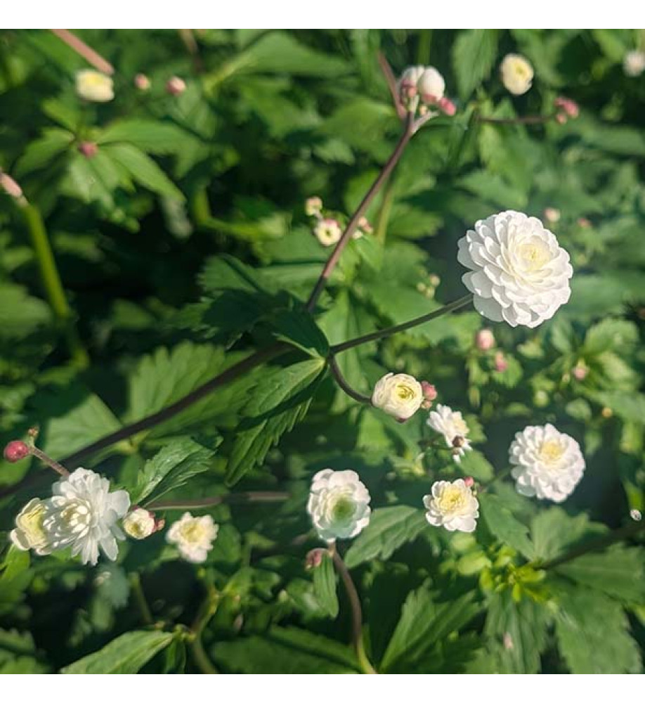 Ranunculus aconitifolius Flore Pleno (1.5lt)