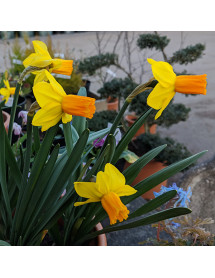Narcissus Jetfire (15 x bulbs)