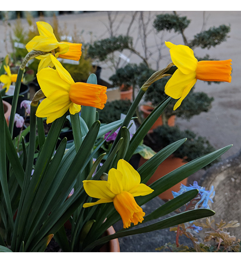 Narcissus Jetfire (15 x bulbs)