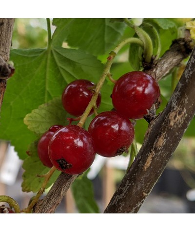 Ribes rubrum Rovada 1/4 standard (Red Currant) (7lt)