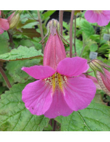 Rehmannia elata (2lt)