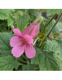 Rehmannia elata (2lt)