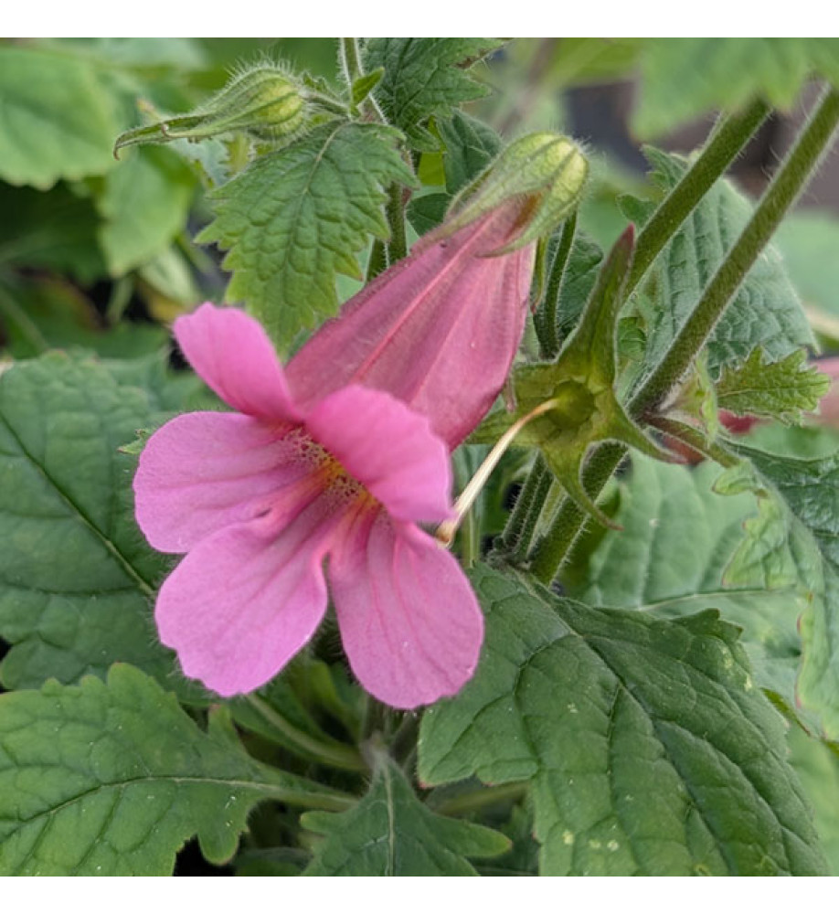 Rehmannia elata (2lt)