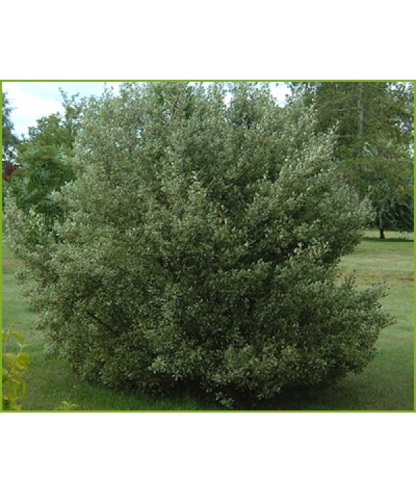 Rhamnus alternus Argenteovariegata (3lt)