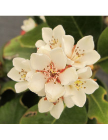 Rhaphiolepis umbellata (7.5lt)