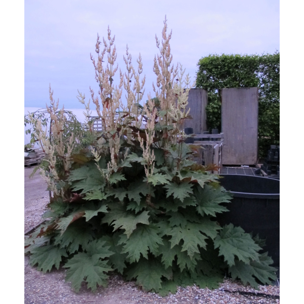Rheum palmatum (2lt)