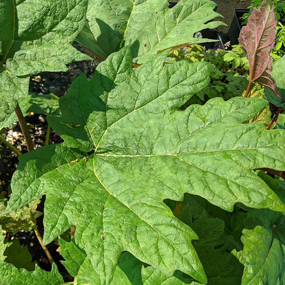 Rheum palmatum atrosanguineum (2lt)
