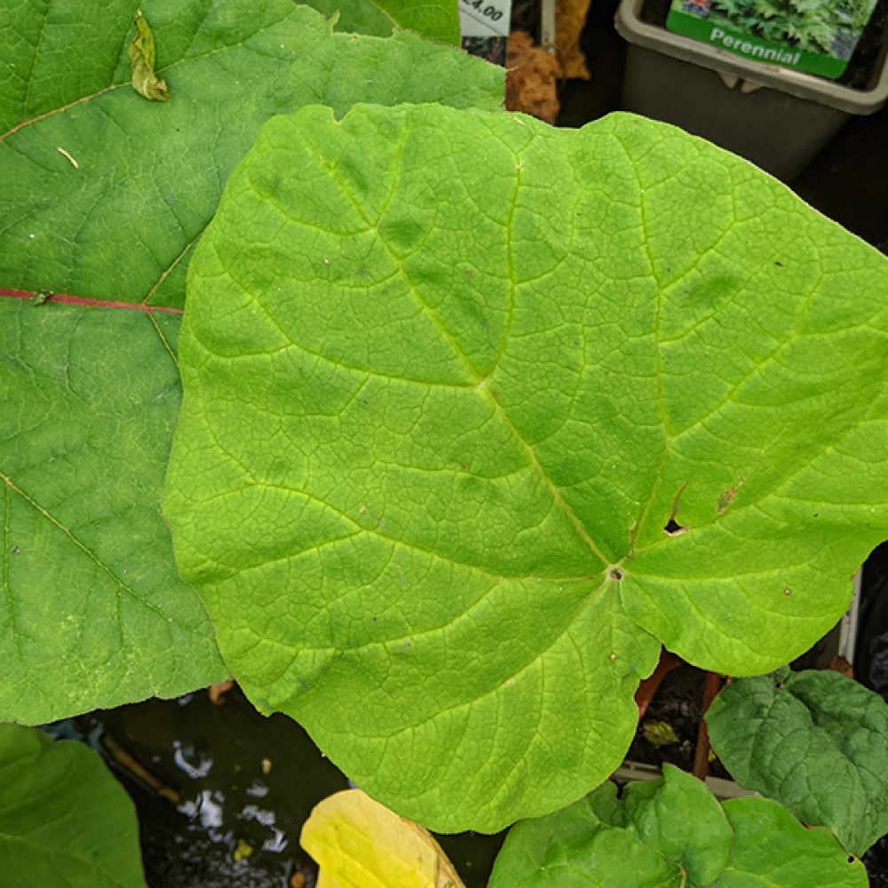 Rheum palmatum tanguticum Red (1lt)