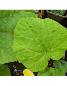 Rheum palmatum tanguticum Red (1lt) Rheum palmatum tanguticum Red (1lt)