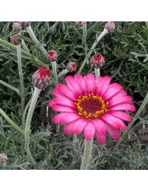 Rhodanthemum Zagora Pink (0.8lt)