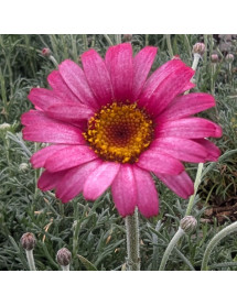 Rhodanthemum Zagora Pink (0.8lt)
