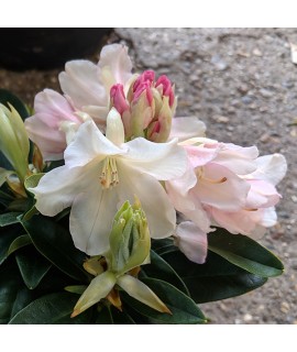 Rhododendron Golden Torch (5lt)