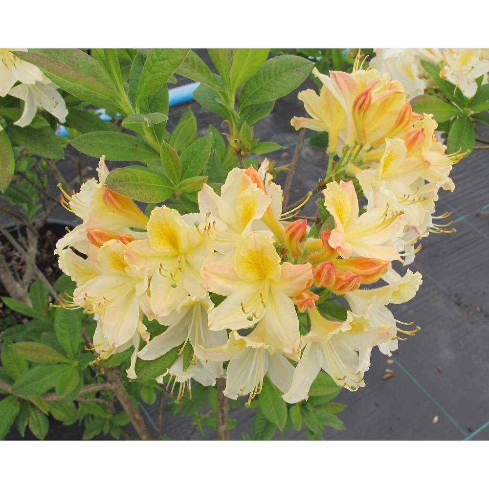 Rhododendron (Azalea) Daviesii (3lt)