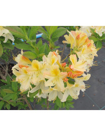 Rhododendron (Azalea) Daviesii (3lt)