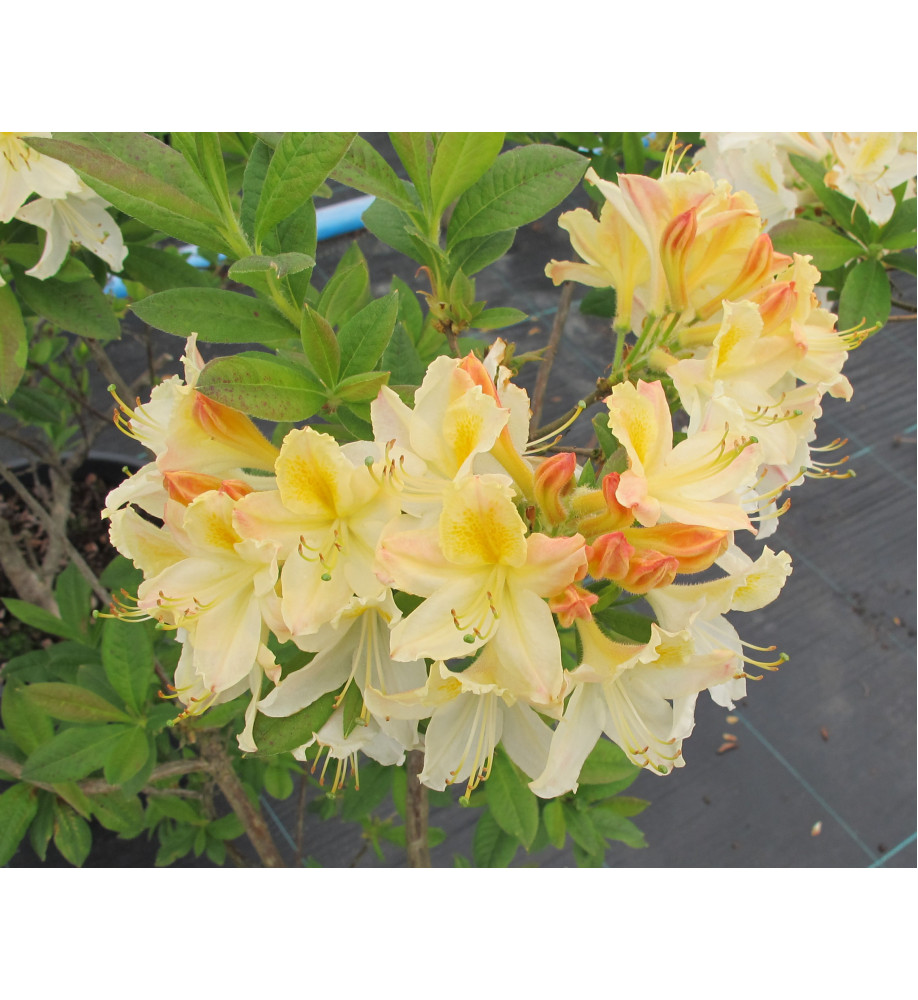 Rhododendron (Azalea) Daviesii (3lt)