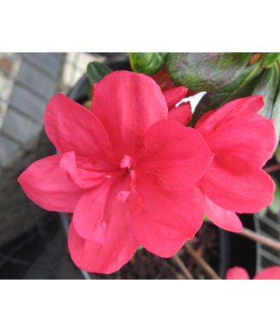 Rhododendron (Azalea) Mother's Day (2lt)