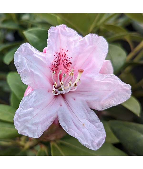 Rhododendron Albert Schweitzer (5lt)