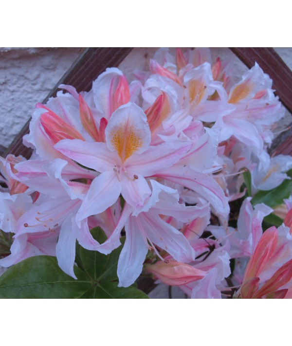 Rhododendron (Azalea) mollis Irene Koster (5lt)