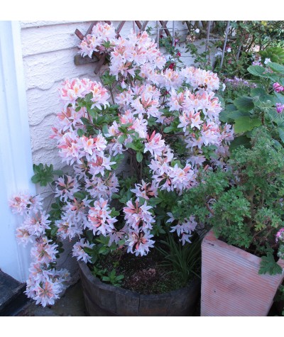 Rhododendron (Azalea) mollis Irene Koster (5lt)