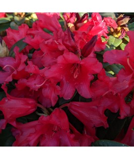 Rhododendron Bengal (5lt)