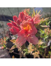 Rhododendron (Azalea) Berryrose (4.5lt)