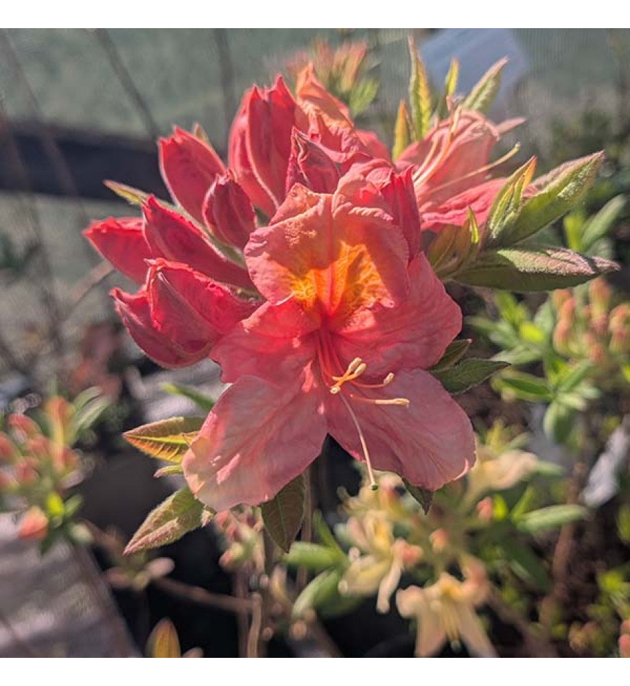 Rhododendron (Azalea) Berryrose (4.5lt)