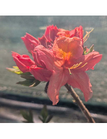 Rhododendron (Azalea) Berryrose (4.5lt) Rhododendron (Azalea) Berryrose (4.5lt)
