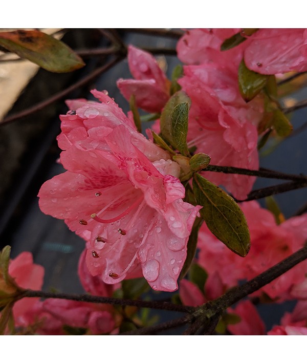 Rhododendron (Azalea) Blaauw's Pink (3lt) Rhododendron (Azalea) Blaauw's Pink (3lt)