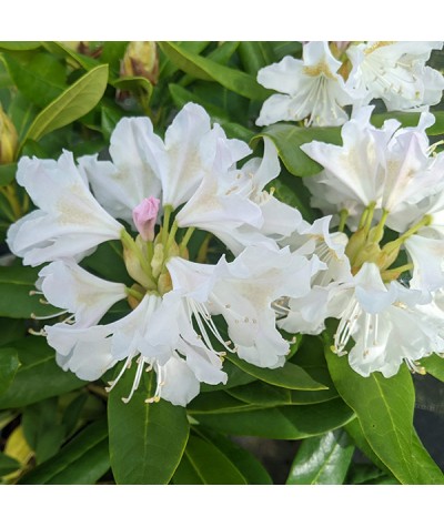 Rhododendron Cunningham's White (4.5lt)