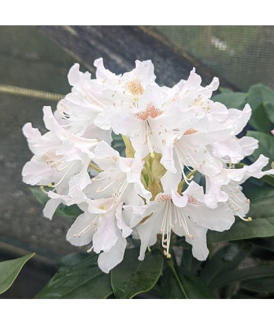 Rhododendron Cunningham's White (4.5lt)