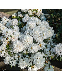 Rhododendron Dora Amateis (4.5lt)