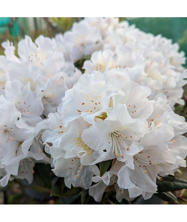 Rhododendron Dora Amateis (4.5lt)