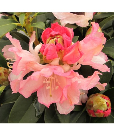 Rhododendron Dreamland (4.5lt)