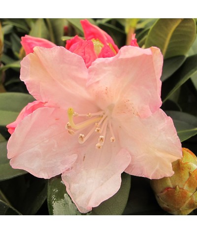 Rhododendron Dreamland (4.5lt)