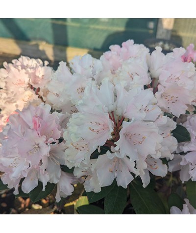 Rhododendron Dreamland (4.5lt)