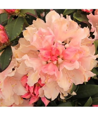 Rhododendron Dreamland (4.5lt)