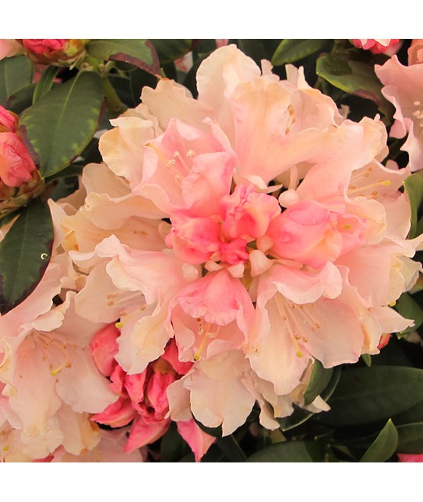 Rhododendron Dreamland (4.5lt)