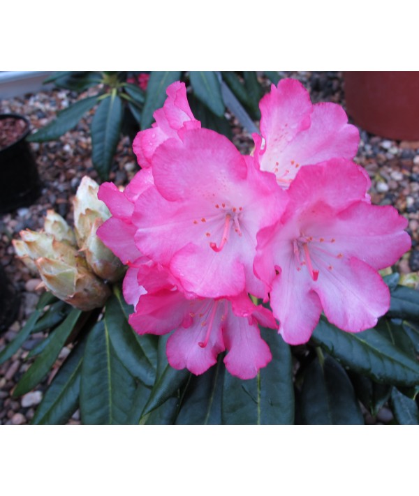 Rhododendron Fantastica  (5lt)