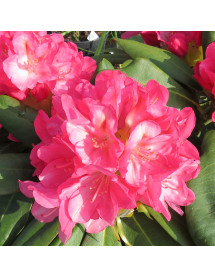 Rhododendron Fantastica  (10lt)