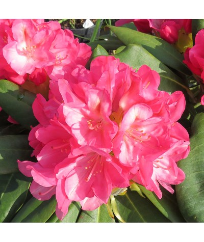 Rhododendron Fantastica  (5lt)