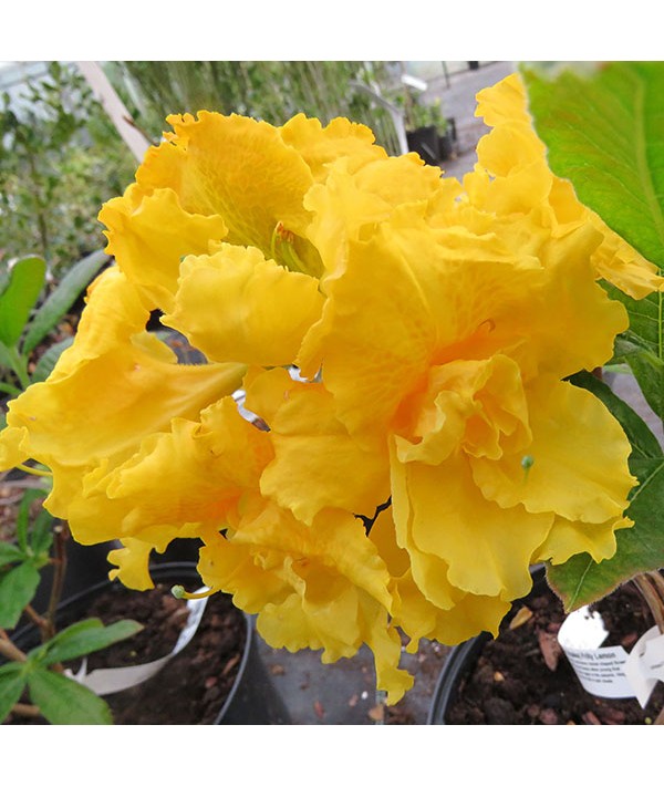 Rhododendron (Azalea) Frilly Lemon (3lt)