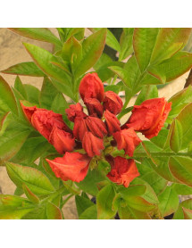 Rhododendron (Azalea) Gibraltar (5lt)