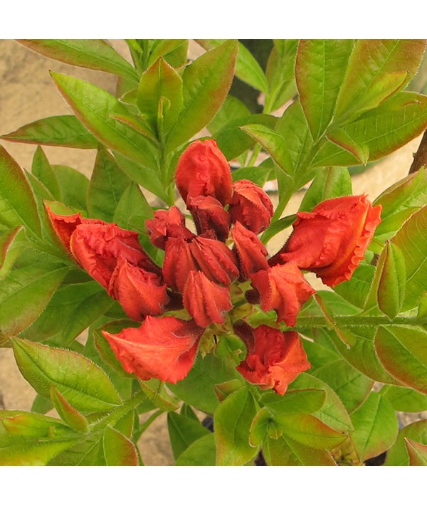 Rhododendron (Azalea) Gibraltar (5lt)