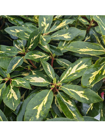Rhododendron Goldflimmer (4.5lt)